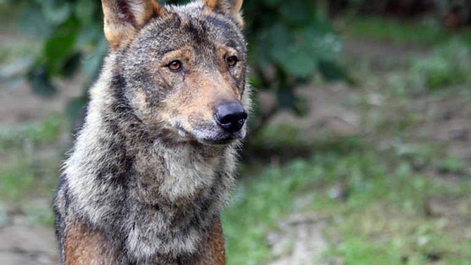 Crónicas - De lobos y hombres - Ver ahora
