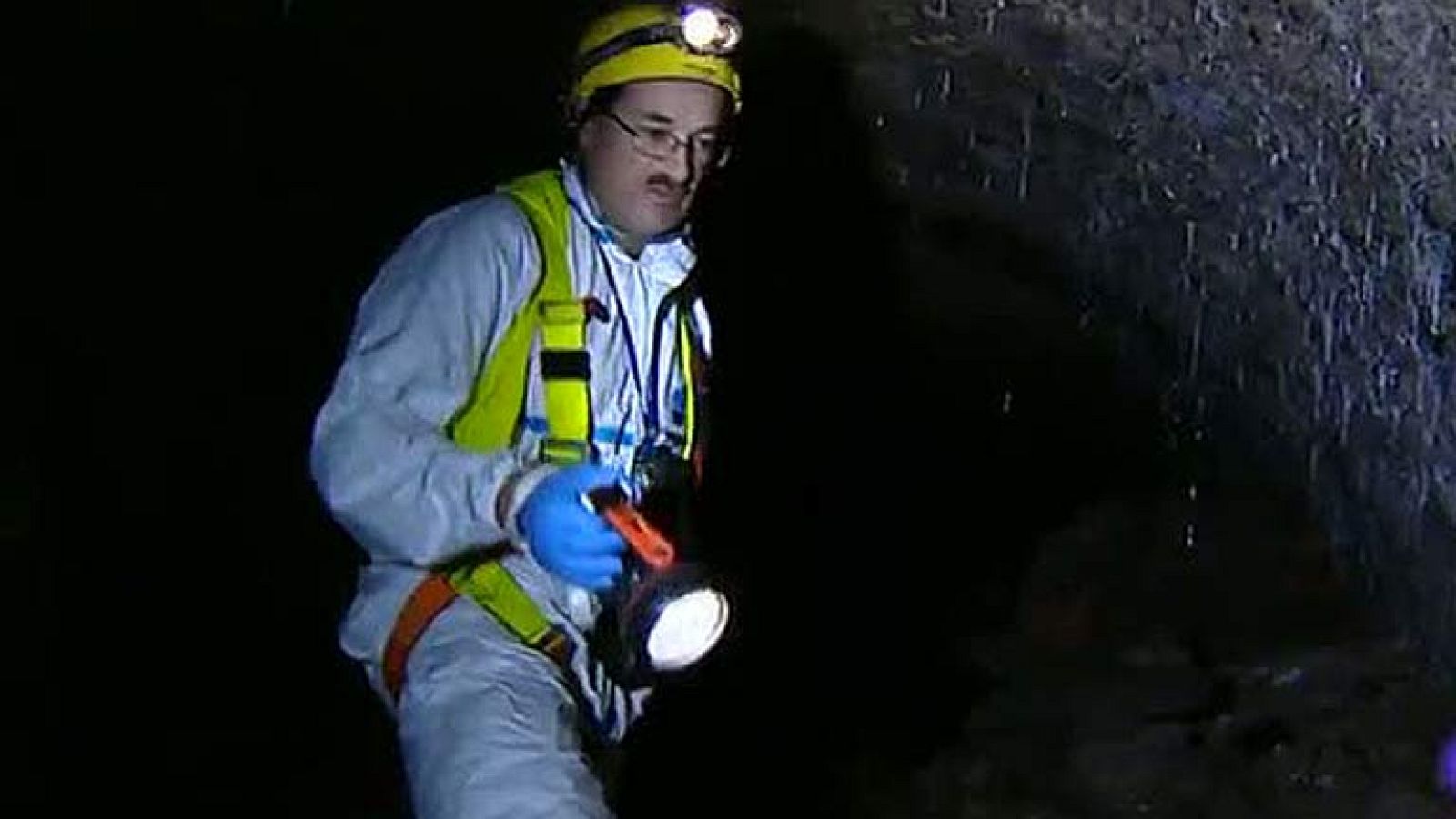 Aumenta el riesgo de plagas en las ciudades con el calor | Ver