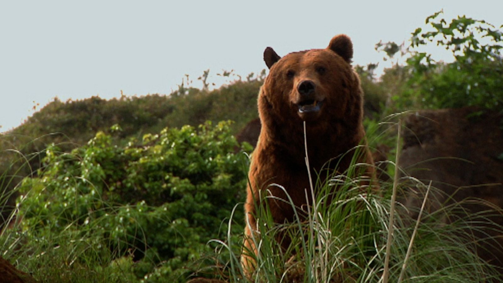 Donde viven los osos