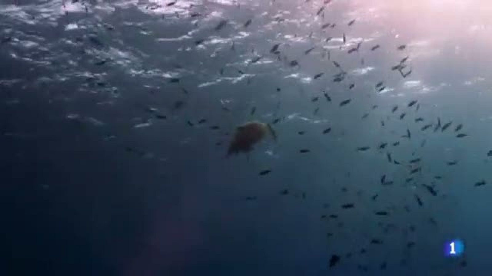 El Festival Medes d'imatges subaquàtiques