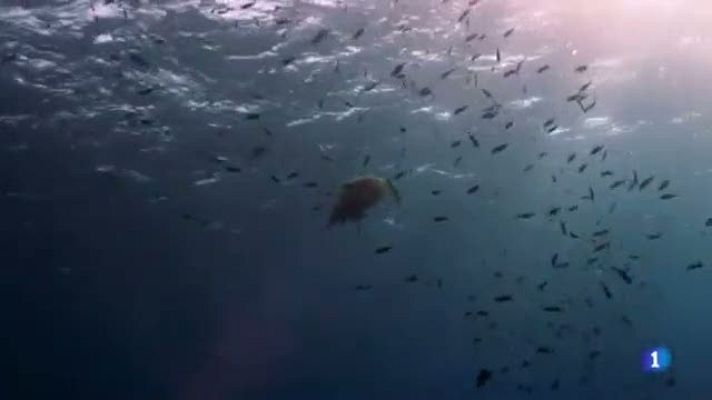 L'Informatiu - El Festival Medes d'imatges subaquàtiques