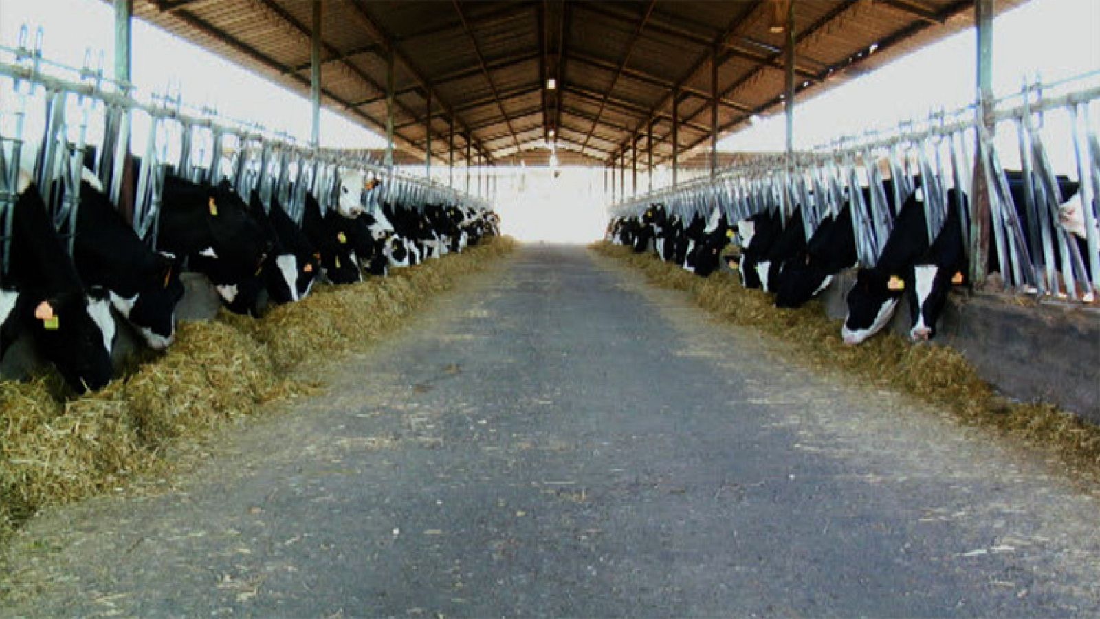 Vacas de lujo, leche de lujo