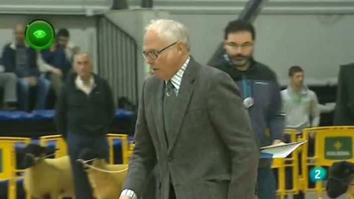 Agrosfera - Oveja Suffolk