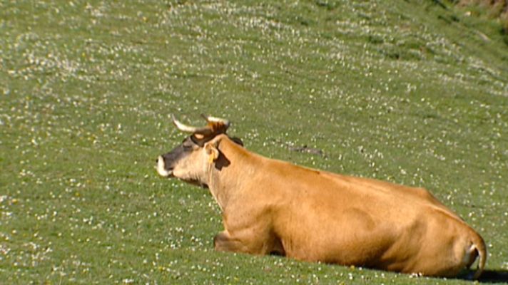 Aquí la Tierra - Los pedos de vaca son buenos
