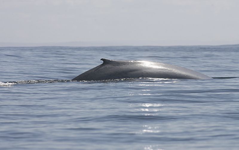 Una ballena confunde a un yate con su madre