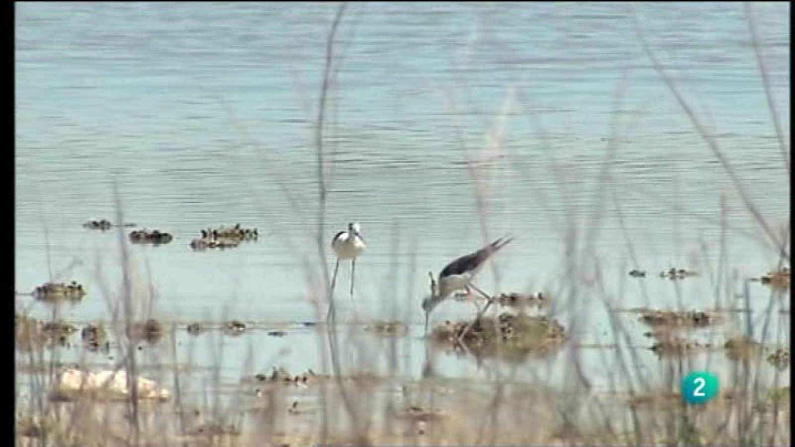 Para Todos La 2 - Vídeo - Humedales de la Mancha