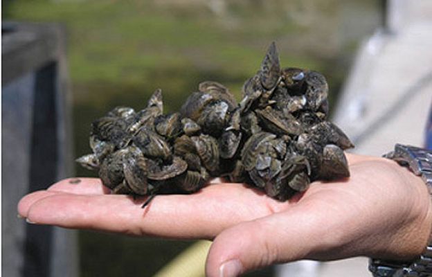 Ciencia y tecnología en Rtve.es - El mejillón cebra, en el País Vasco