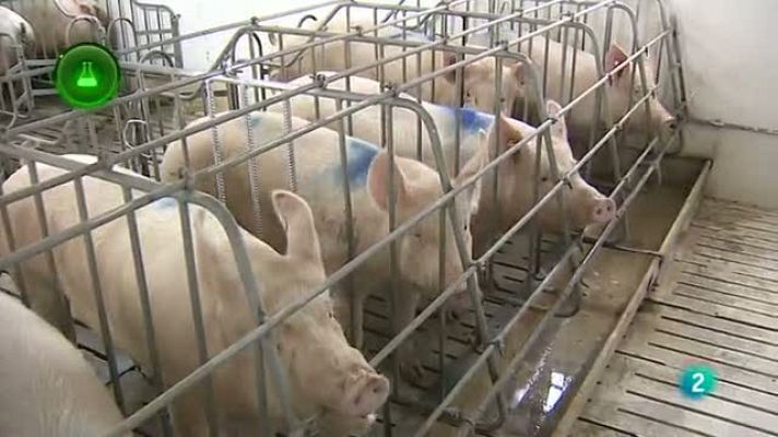 Agrosfera - Investigación cerdas