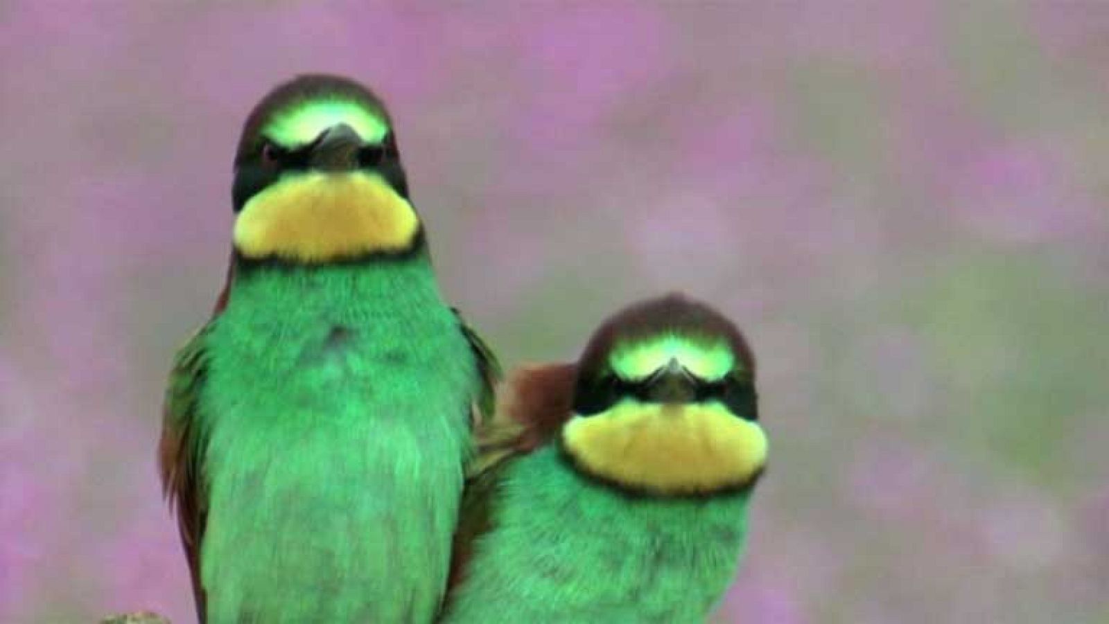 Los pájaros no orinan