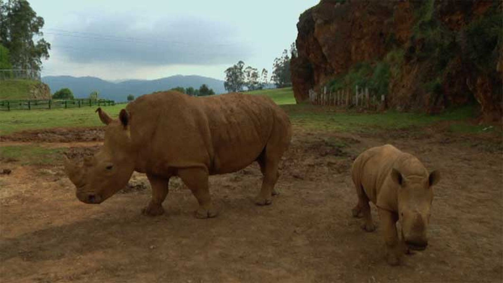 Baby boom de cachorros en Cabárceno