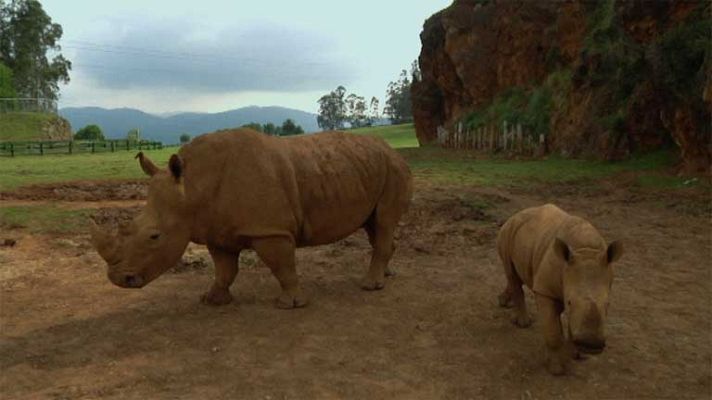 Aquí la Tierra - Baby boom de cachorros en Cabárceno