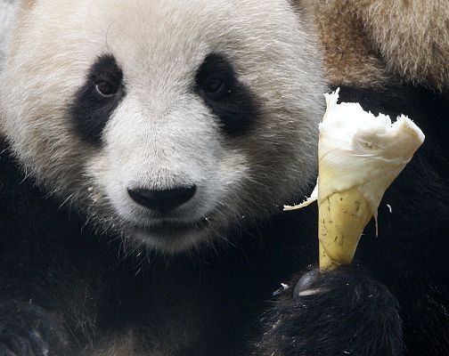  - Un panda olímpico