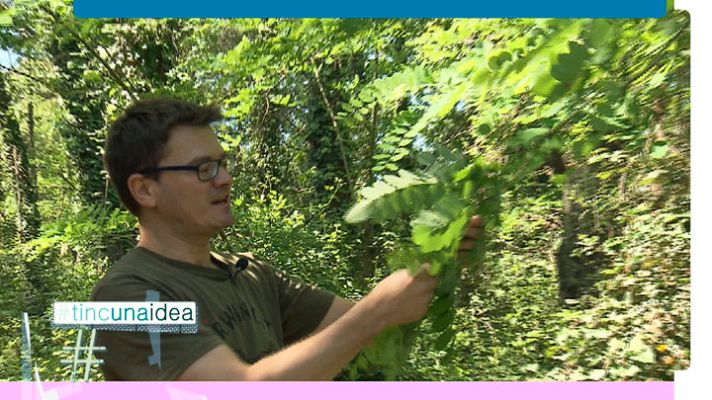 Tinc una idea - Joan Rovira, enginyer forestal