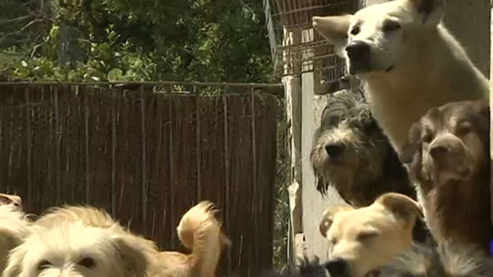 El síndrome de Noé, la acumulación de animales como problema de salud pública