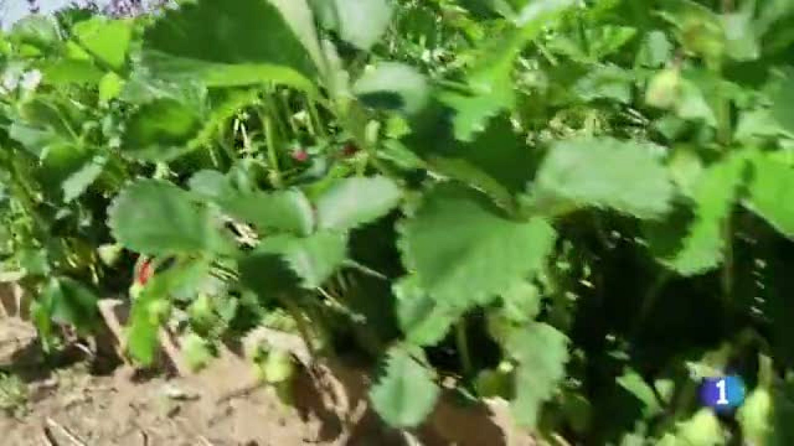 Un trozo de campo en la ciudad: huertos urbanos