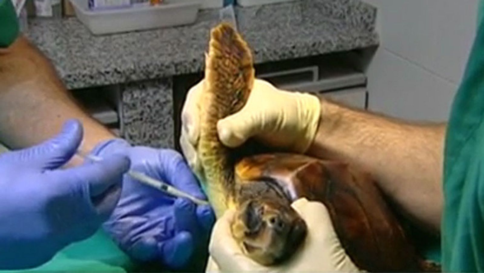 Los ornitólogos advierten que los temporales han afectado a las aves más que el vertido del Prestige