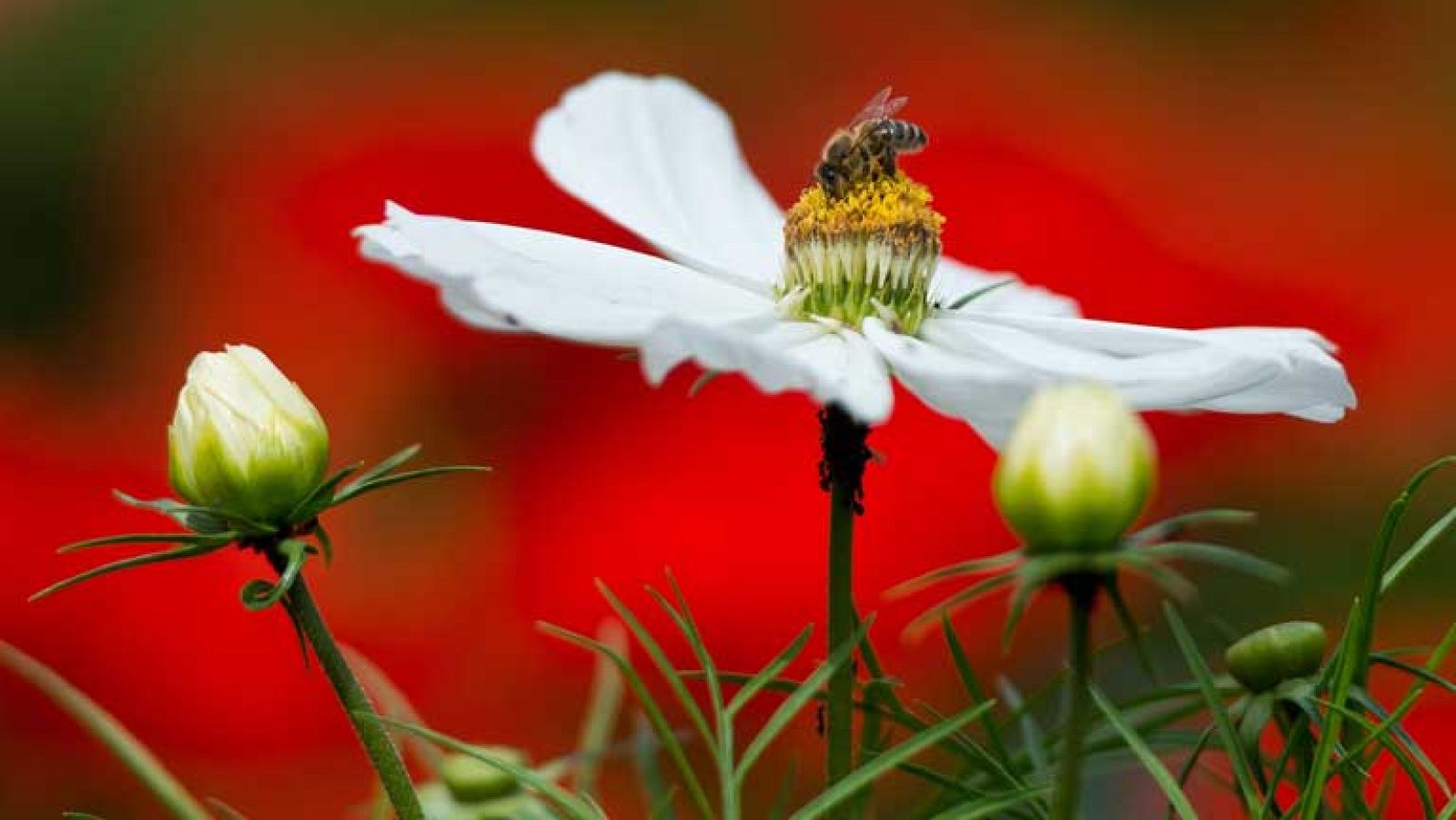 Poco nuboso excepto en Galicia, Canarias y Cataluña