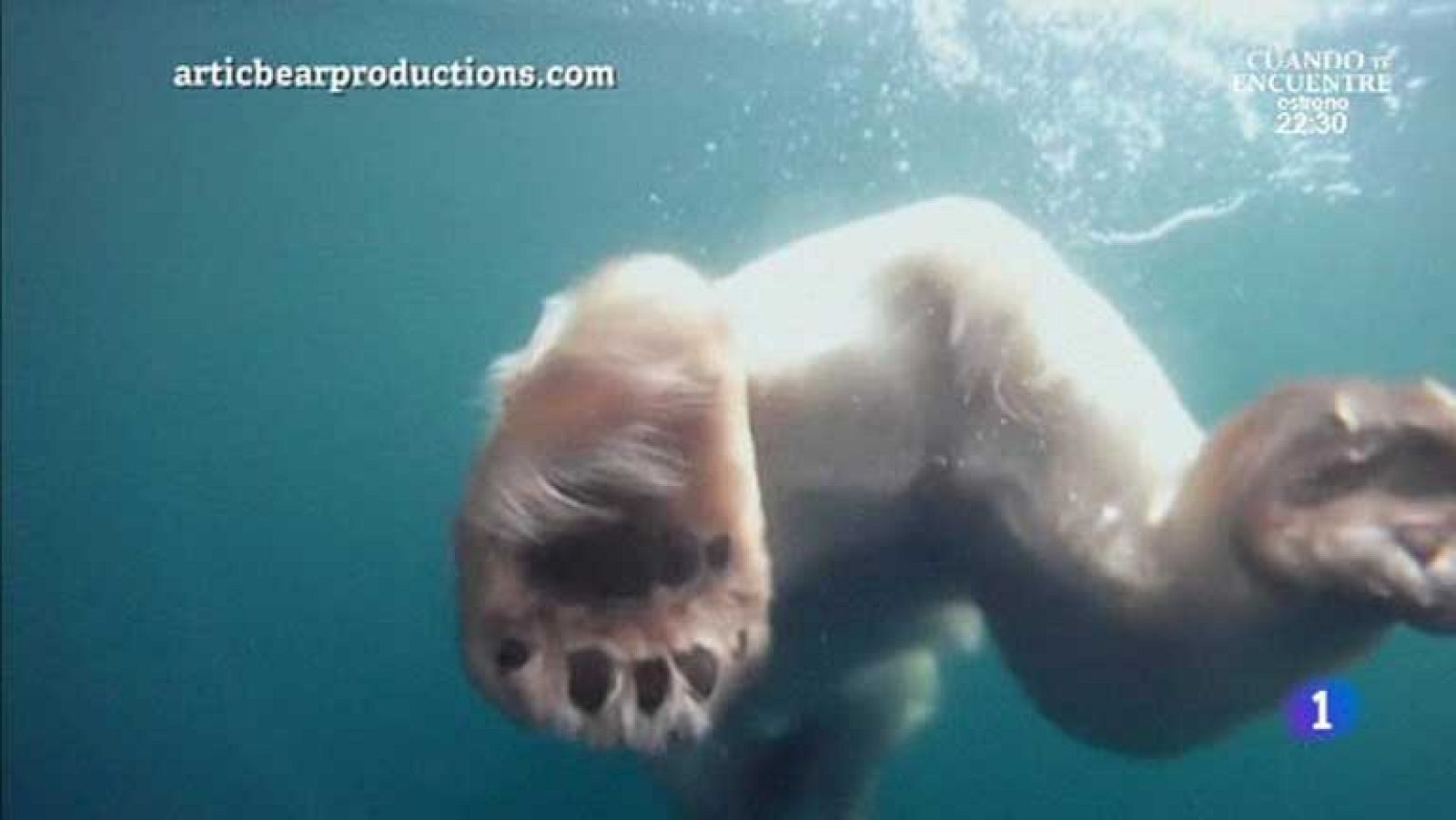 Los osos polares nadadores