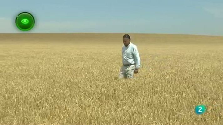 Agrosfera - Cebada cervecera