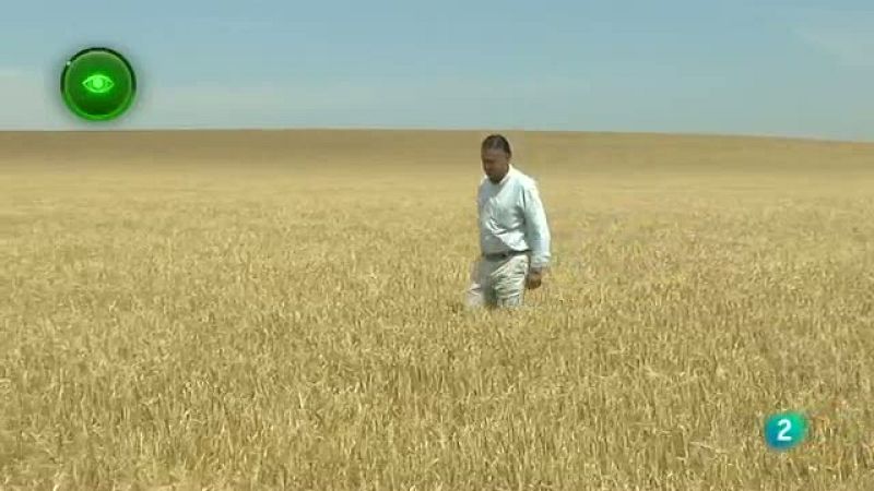 Agrosfera - En primer plano - Cebada cervecera