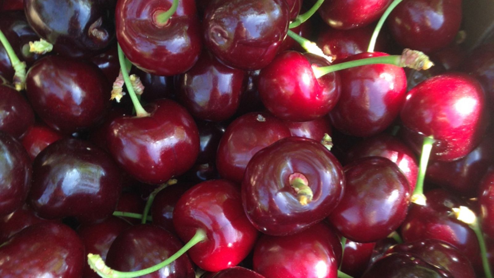 Cerezas, el tesoro rojo del Jerte