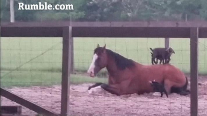 Aquí la Tierra - Mr. G, el caballo más paciente del mundo