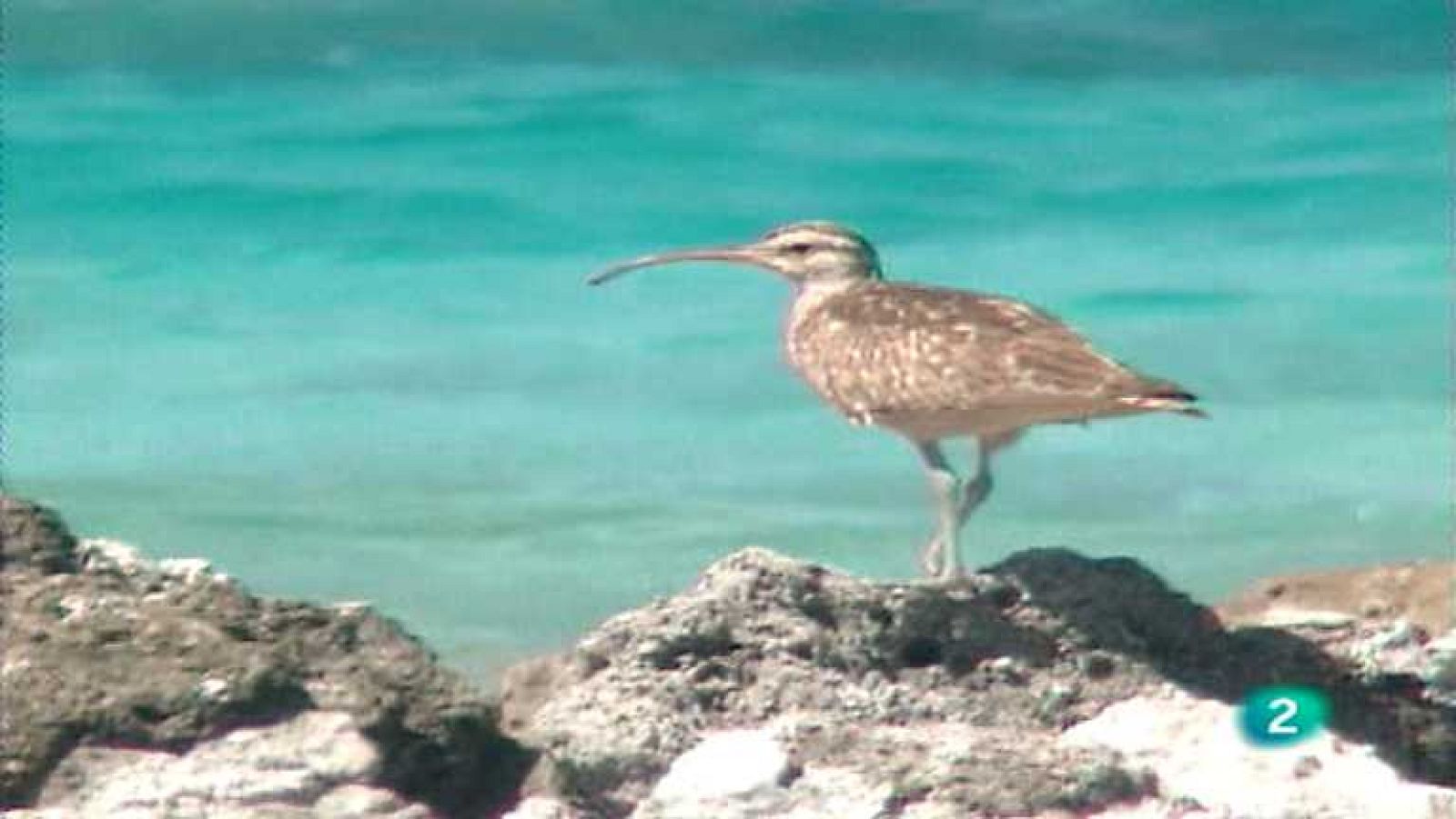 Otros pueblos - Animalia Tuamotu. Pájaros y peces - ver ahora