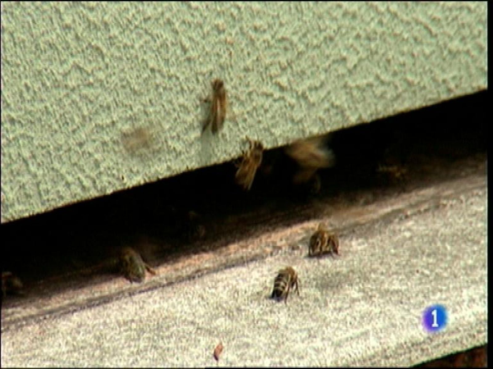 Panorama Regional 2 - 07/07/14 | Ver