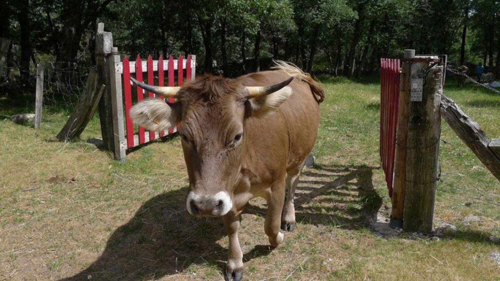 Felicidad en la granja