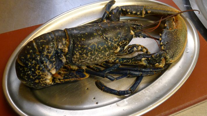 Aquí la Tierra - Las langostas más suculentas son gallegas