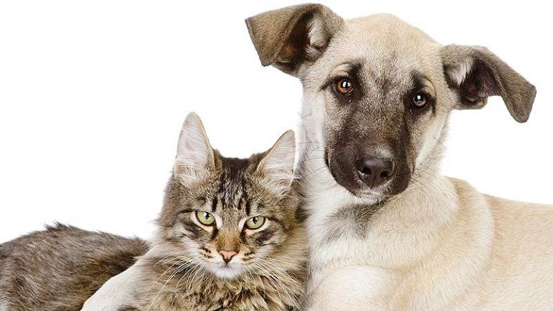 Una nueva ley prohibirá la exhibición de animales en escaparates