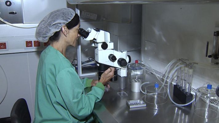 Telediario 1 - El 4% de bebés españoles nacen con fecundación in Vitro