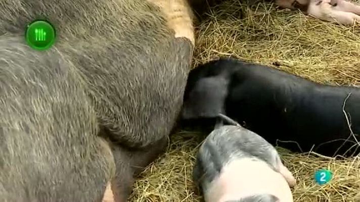 Agrosfera - Gochu Asturcelta