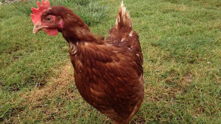 Aquí la Tierra - Cuestión de huevos