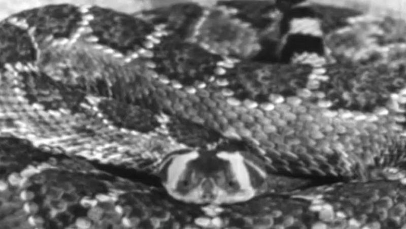 Fauna - Las serpientes