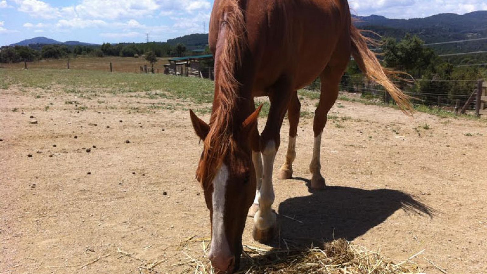 Terapia equina, en el diván con caballos
