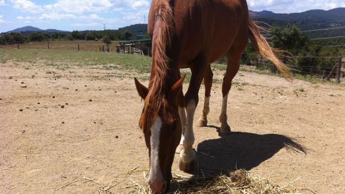 Aquí la Tierra - Terapia equina, en el diván con caballos