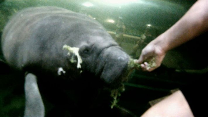 Aquí la Tierra - Nadando con manatíes