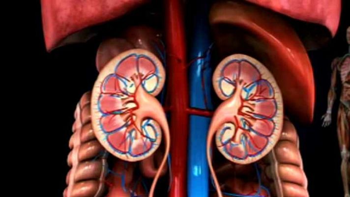 La mañana - Cómo cuidar tus riñones