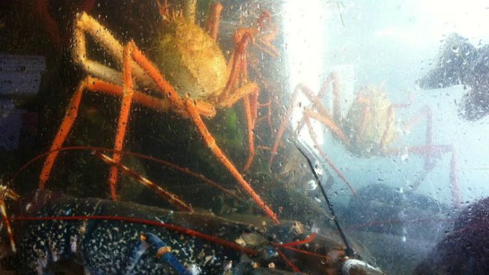 Aquí la Tierra - El tamaño importa, ¡sobre todo en el marisco!