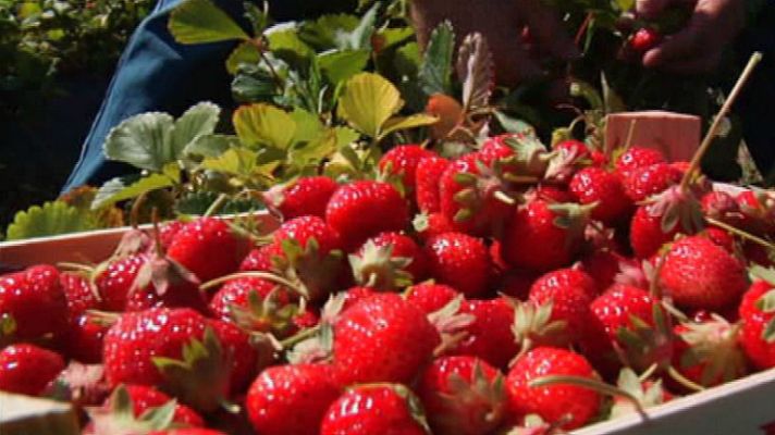 Aquí la Tierra - Fresas caviar, un lujo de verano