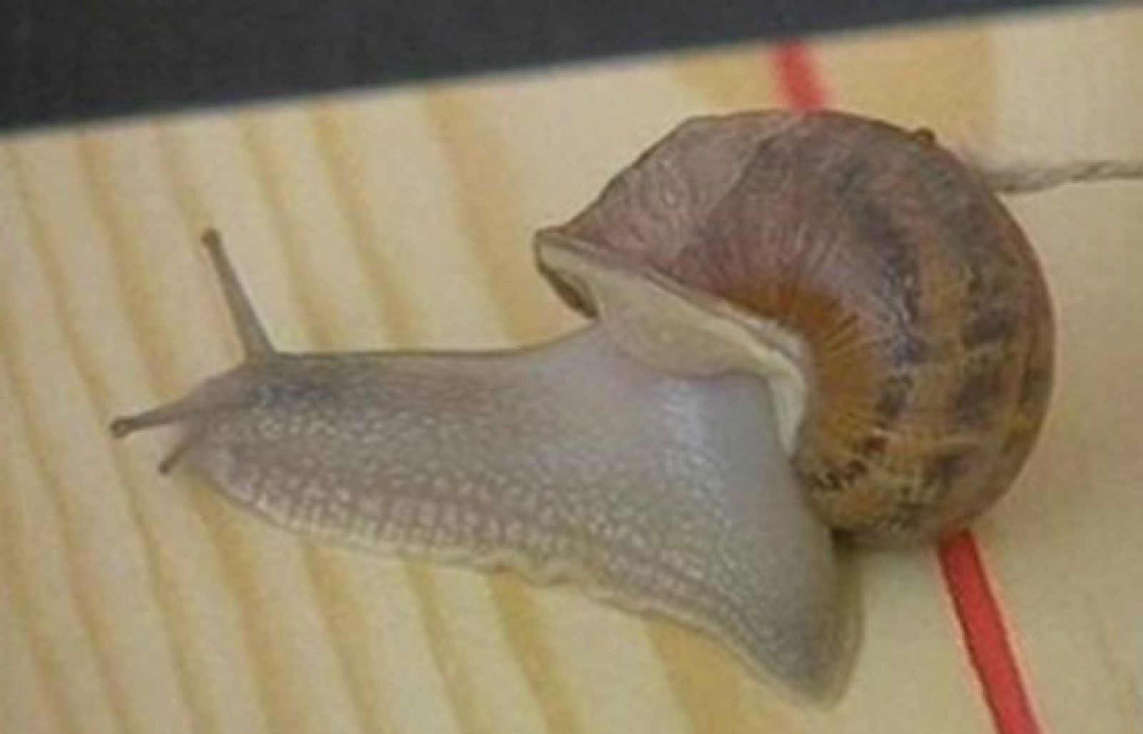 Carrera de caracoles en La Rioja | Ver