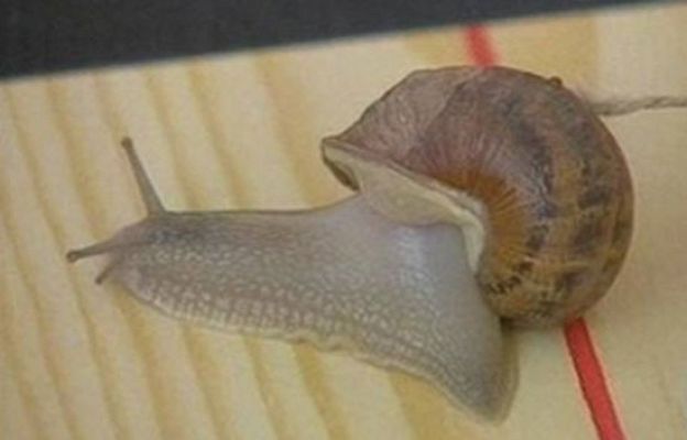  - Los caracoles más veloces