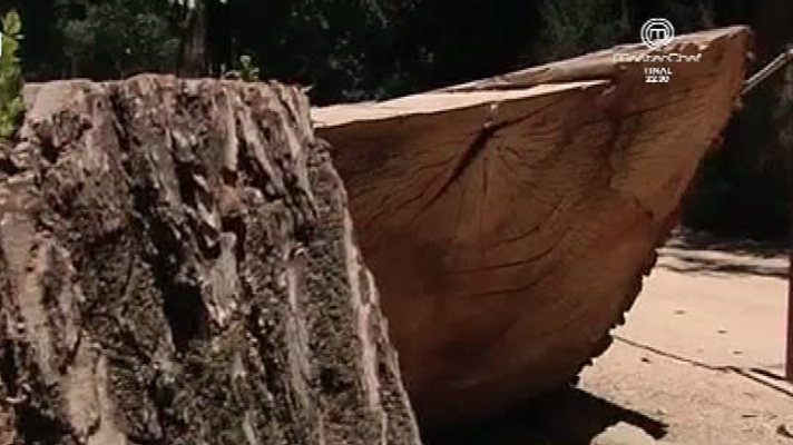 España Directo - ¿Por qué se caen los árboles en El Retiro?