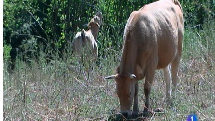 Panorama Regional - Panorama Regional 2 - 25/07/14