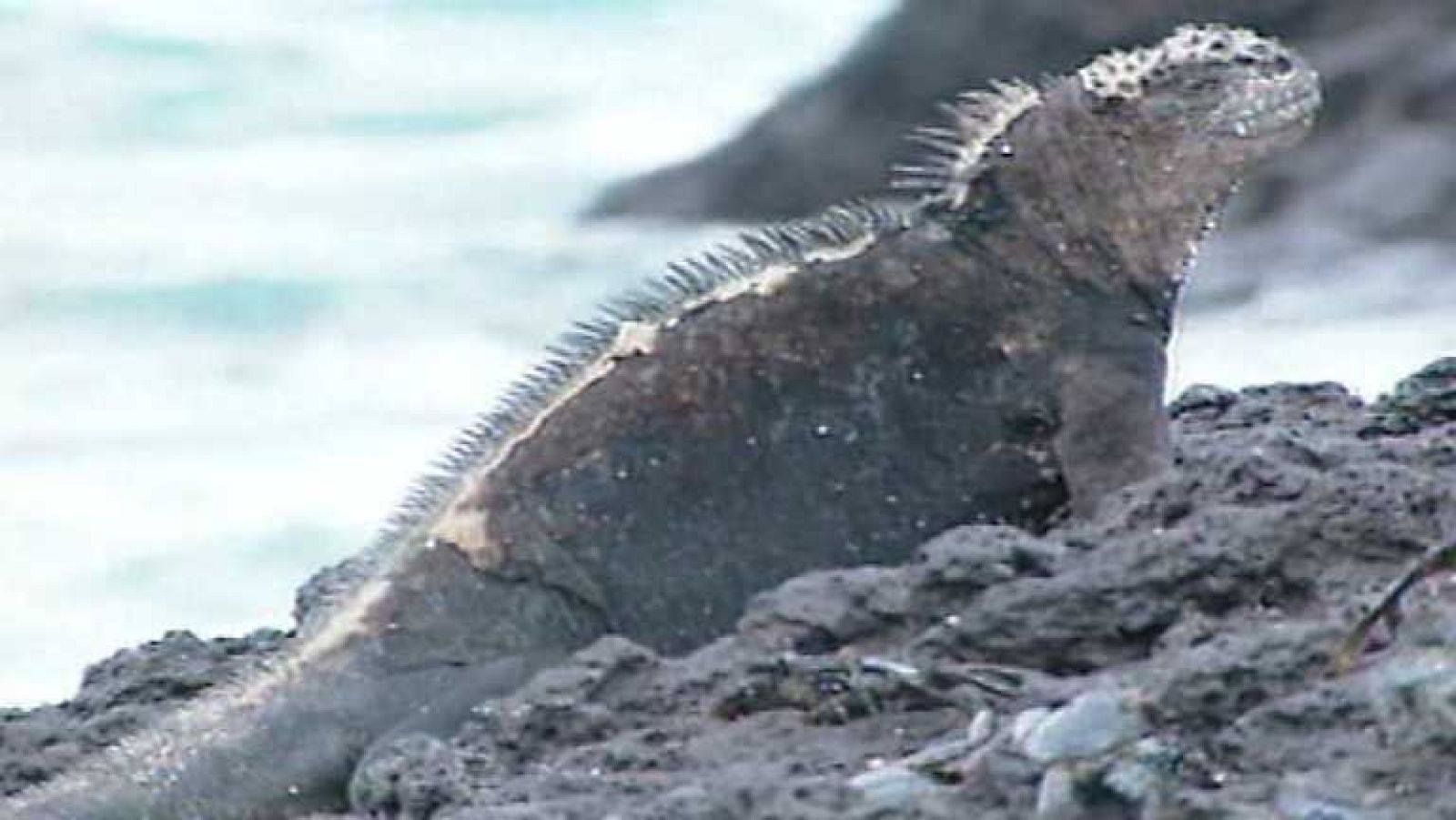 Otros Pueblos - Hombres y lobos de mar (Ecuador) - Ver ahora