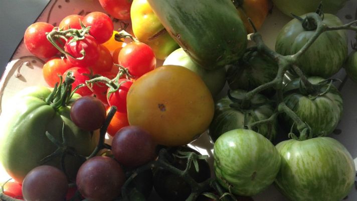 Aquí la Tierra - ¡Manda tomates la cosa!