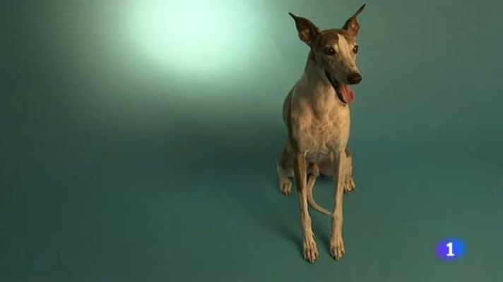 L'Informatiu - Fotos de gats i gossos fetes per professionals