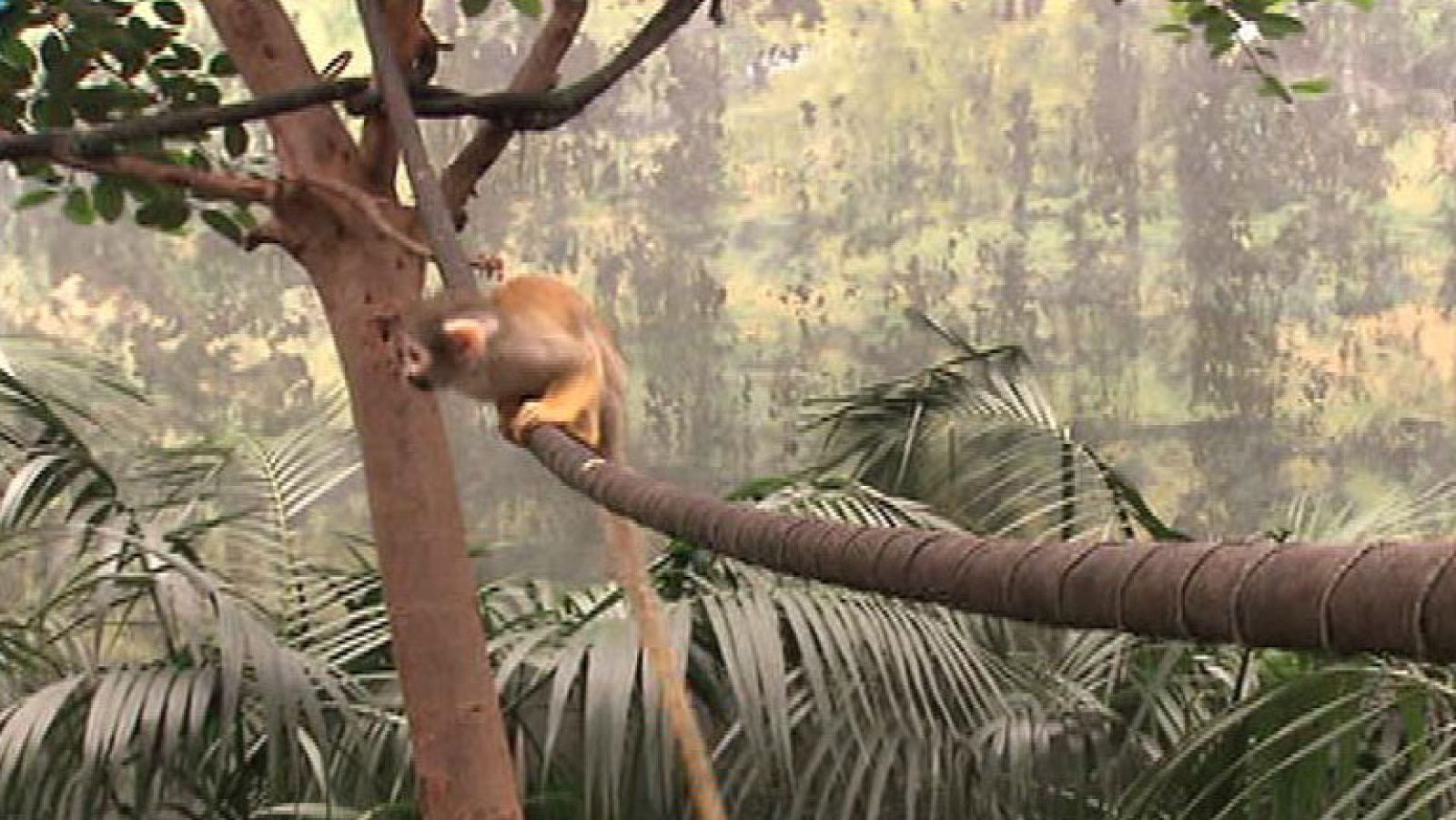 Una jungla amazónica en pleno corazón de Madrid
