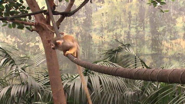 Aquí la Tierra - Una jungla amazónica en pleno corazón de Madrid